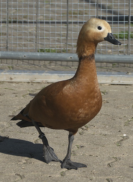 能力